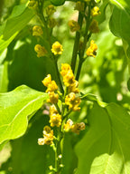 Peanut butter fruit tree  ( all Season )