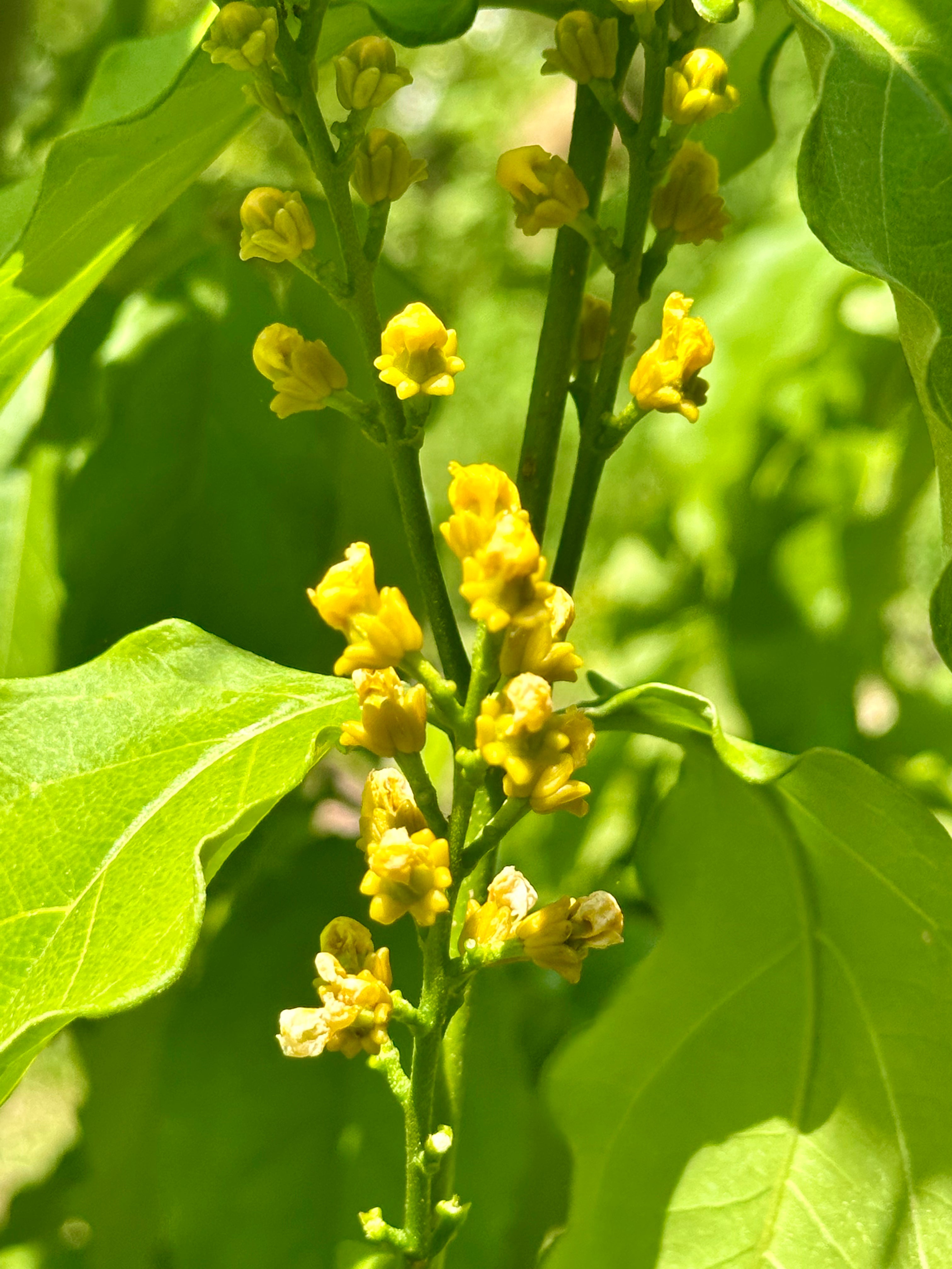 Peanut butter fruit tree  ( all Season )