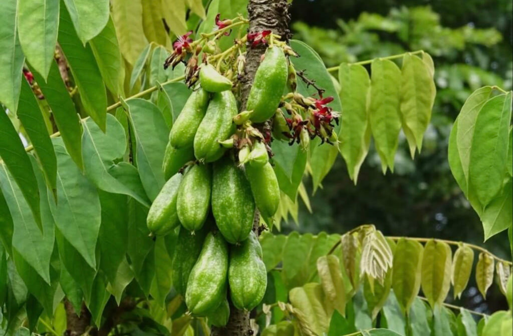 Bilimbi tree  ( all Season )