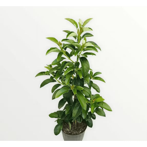Oro Negro avocado tree growing in a nursery container