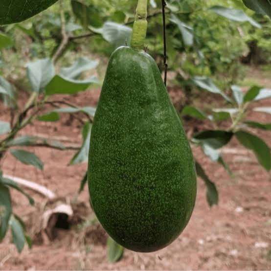Green pear-shaped Winter Mexican avocados on a branch in Florida food forest