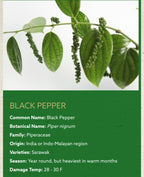 black pepper plant piper nigrum