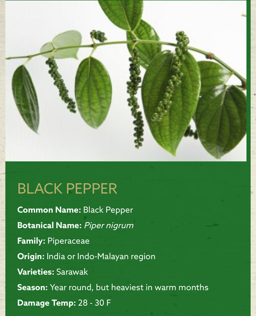 black pepper plant piper nigrum
