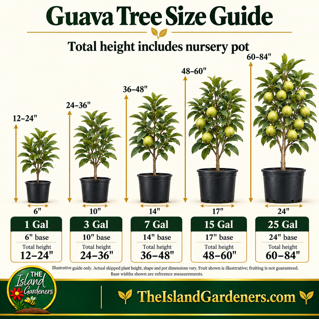 Pink Indian Guava Tree