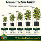 Pink Indian Guava Tree