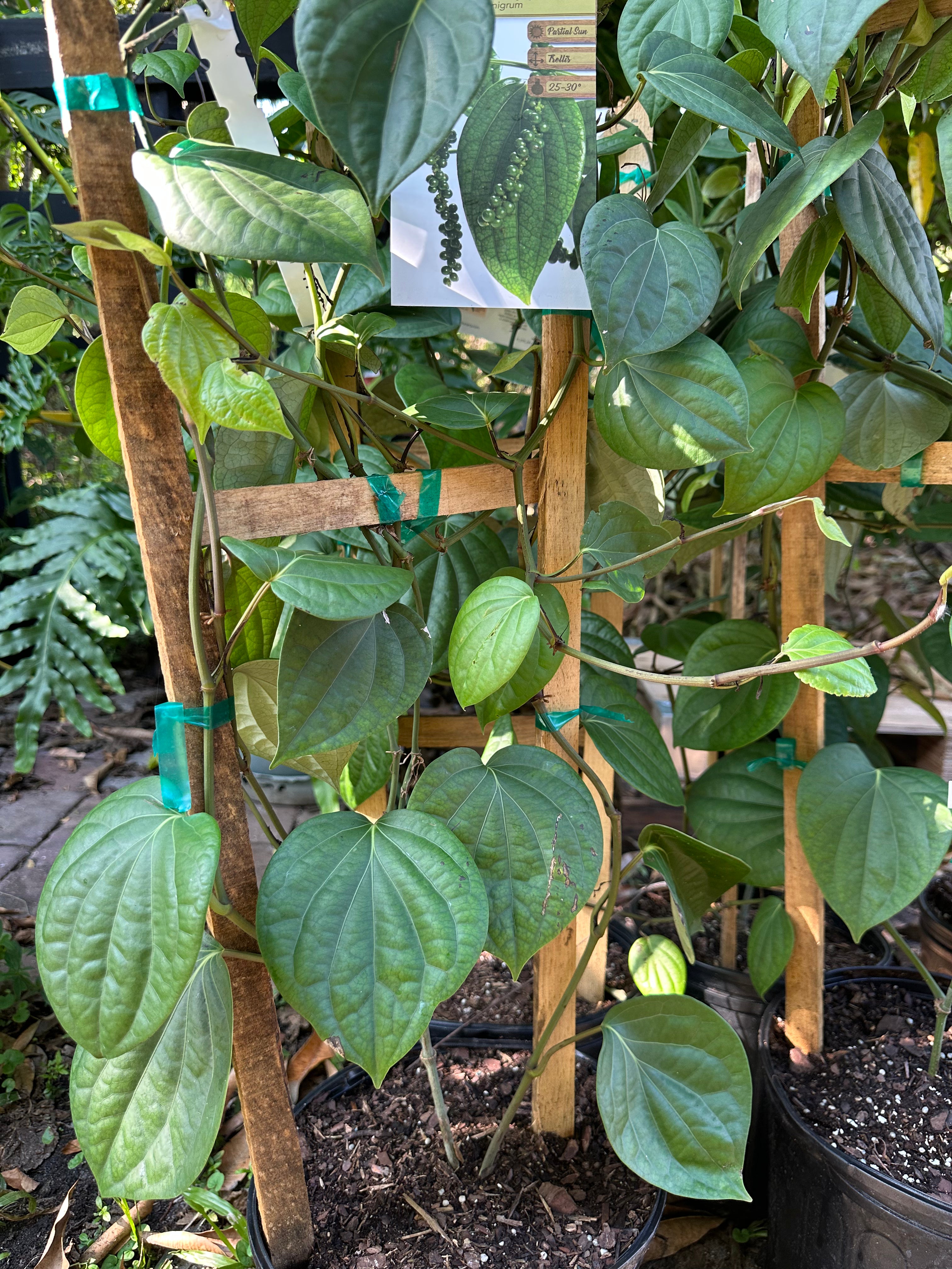 Black pepper Plant