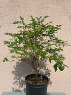 Jaboticaba Tree 3 gal pot