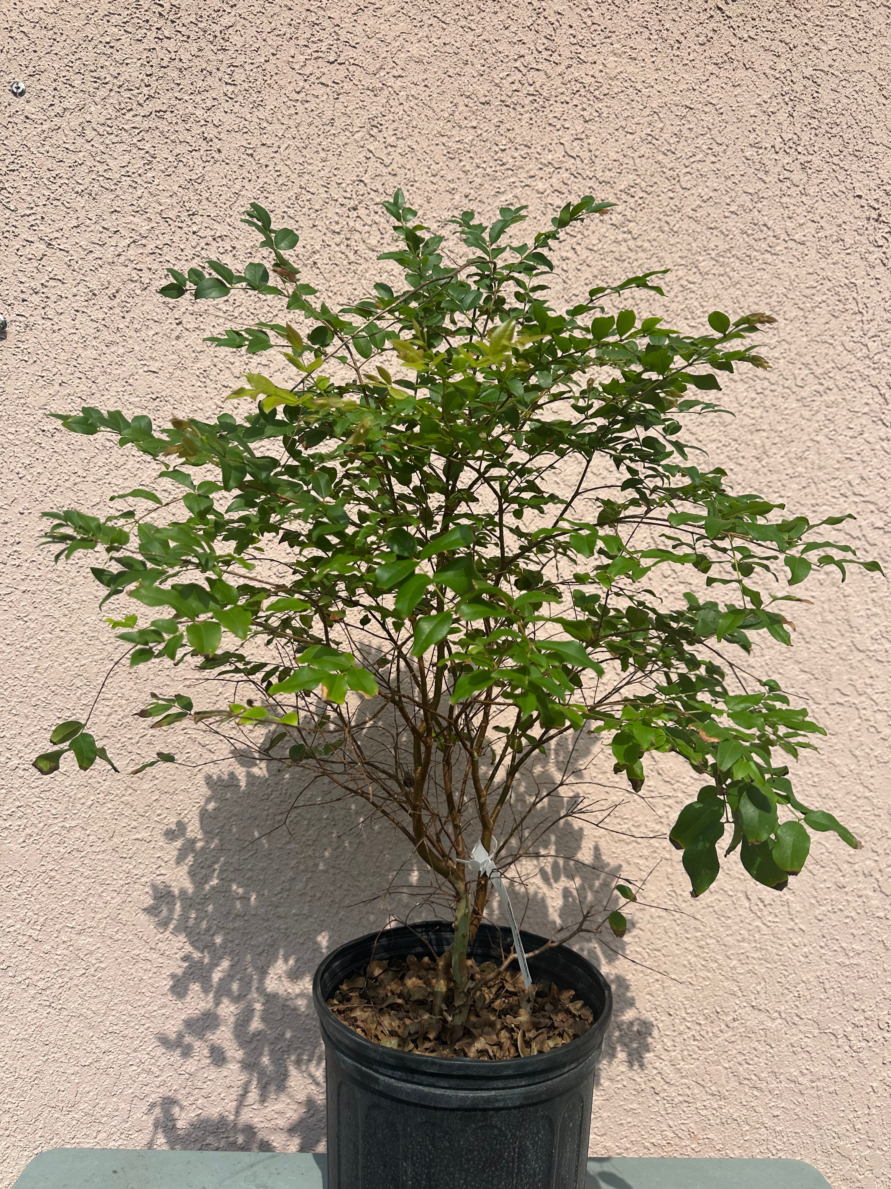 Jaboticaba Tree 3 gal pot