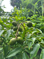 Dwarf Ever-Bearing June Plum (Golden Apple / Cây Cóc)