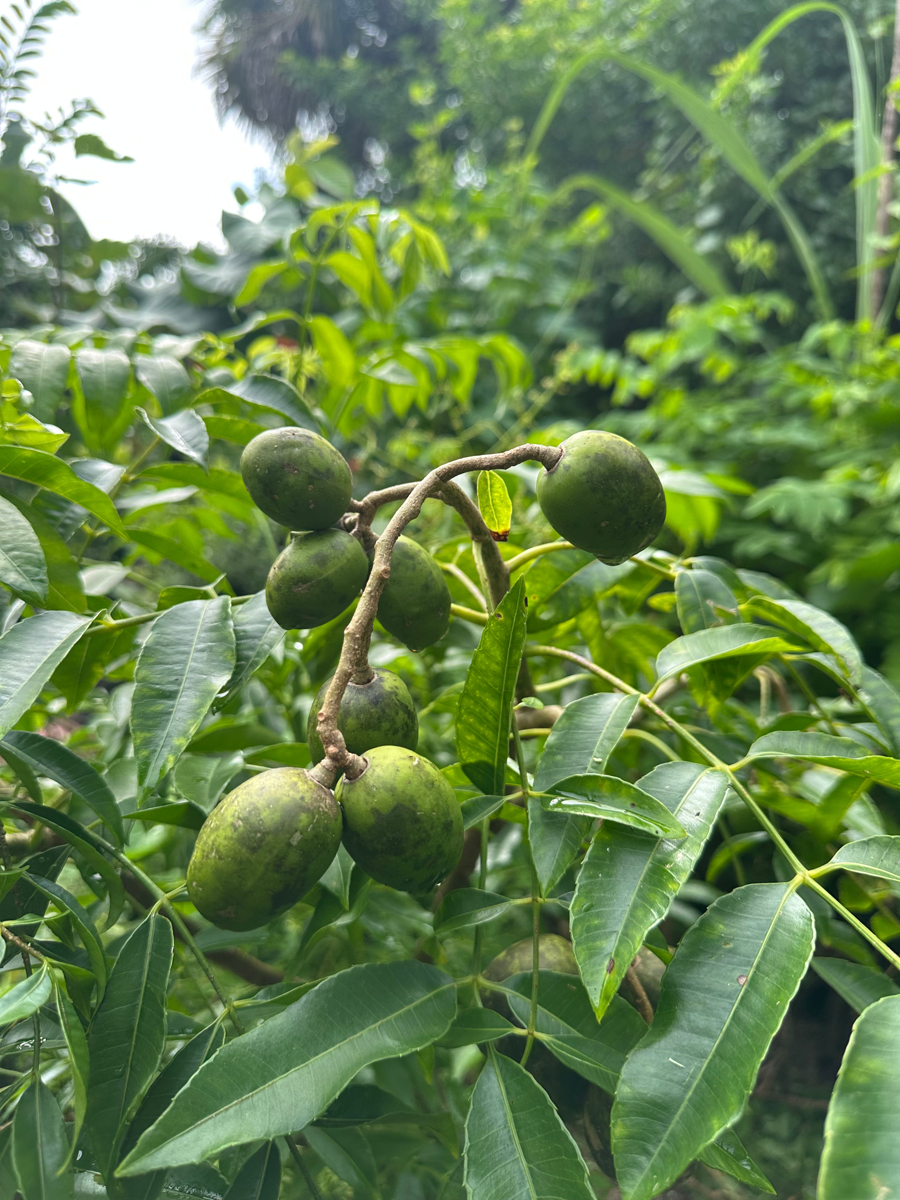 Dwarf Ever-Bearing June Plum (Golden Apple / Cây Cóc)