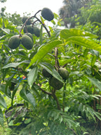 Dwarf Ever-Bearing June Plum (Golden Apple / Cây Cóc)