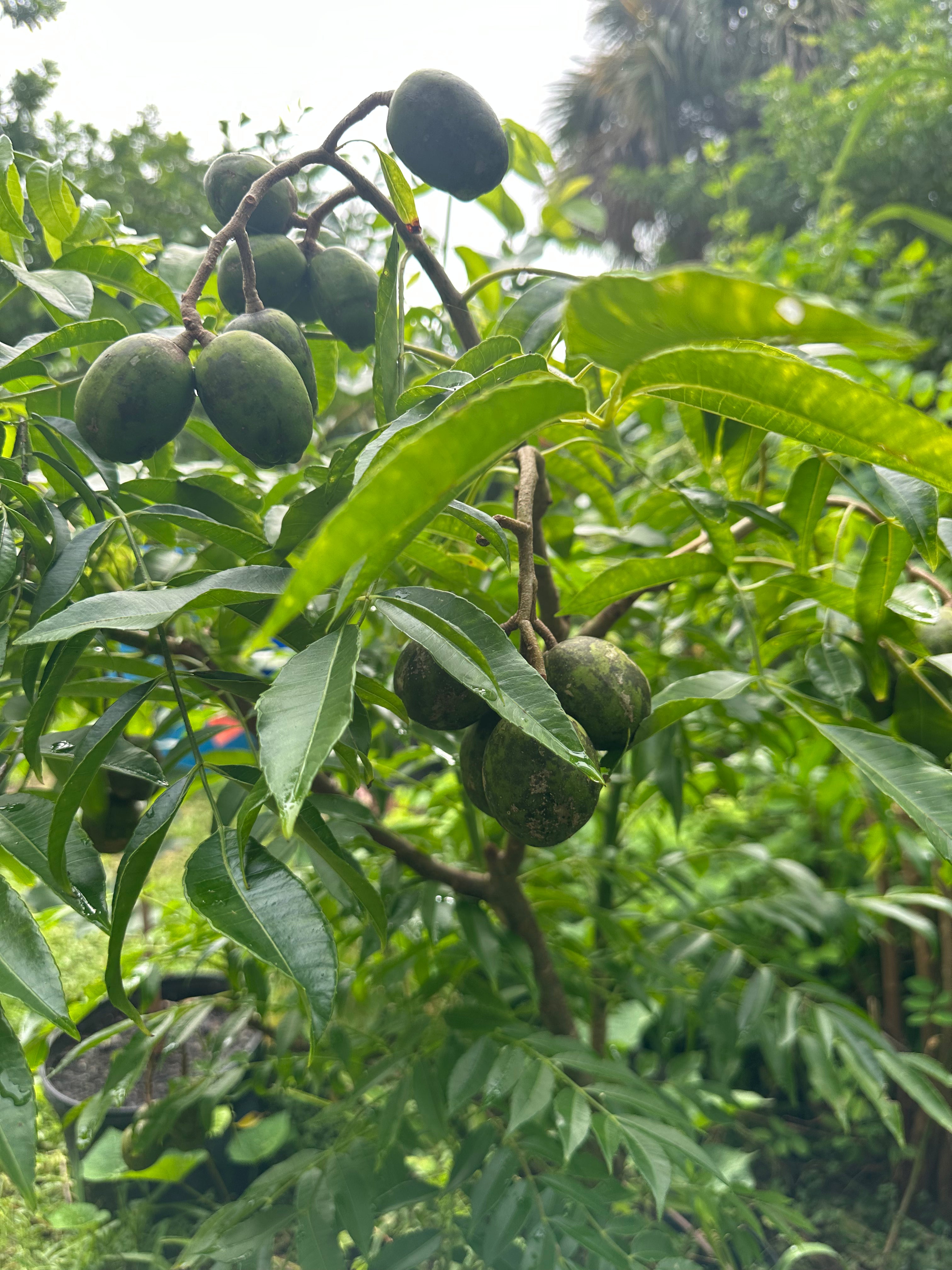 Dwarf Ever-Bearing June Plum (Golden Apple / Cây Cóc)