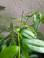 Dwarf Ever-Bearing June Plum (Golden Apple / Cây Cóc)
