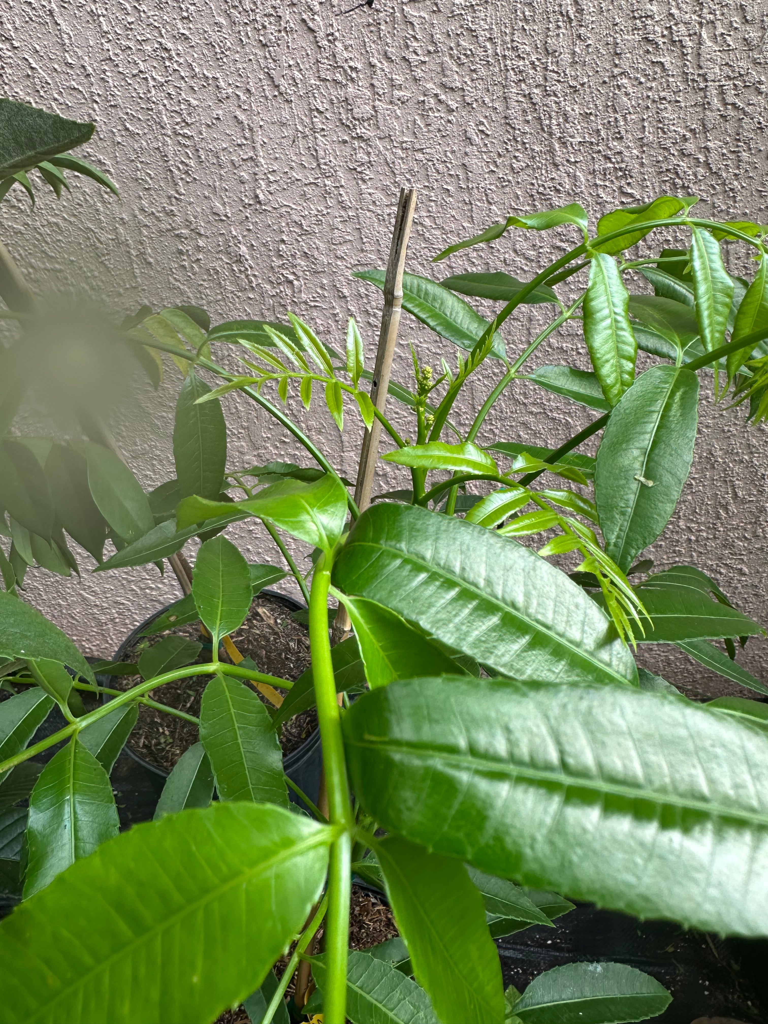 Dwarf Ever-Bearing June Plum (Golden Apple / Cây Cóc)