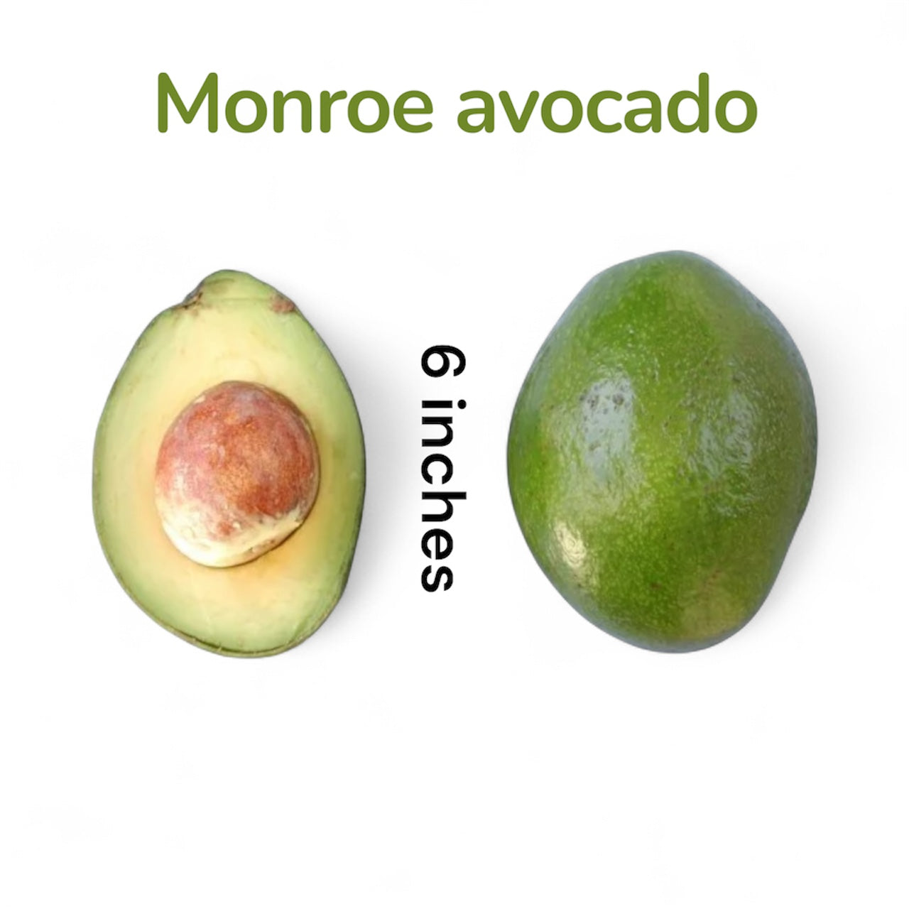 Monroe Avocado Tree – The Island Gardeners