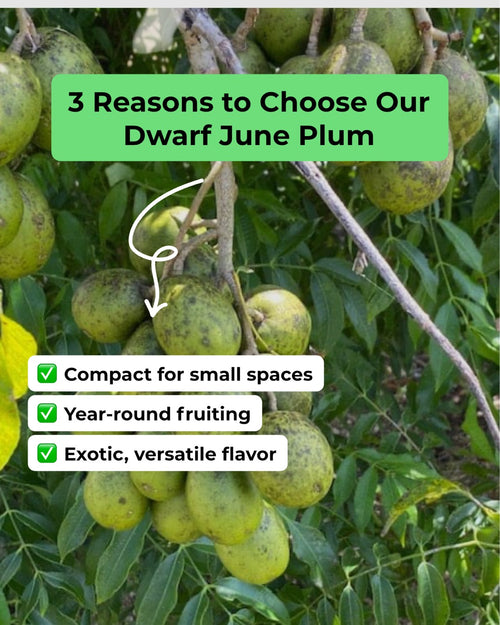 Dwarf Ever-Bearing June Plum (Golden Apple / Cây Cóc)