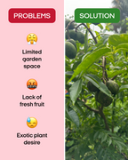 Dwarf Ever-Bearing June Plum (Golden Apple / Cây Cóc)