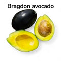 Bragdon Avocado Tree – The Island Gardeners