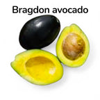 Bragdon Avocado Tree – The Island Gardeners