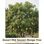 Dusari Mango Tree Grafted ( mid Season )