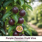 Purple Passion Fruit Vine  ( Summer + Fall )