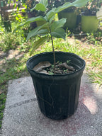 Peanut butter fruit tree  ( all Season )