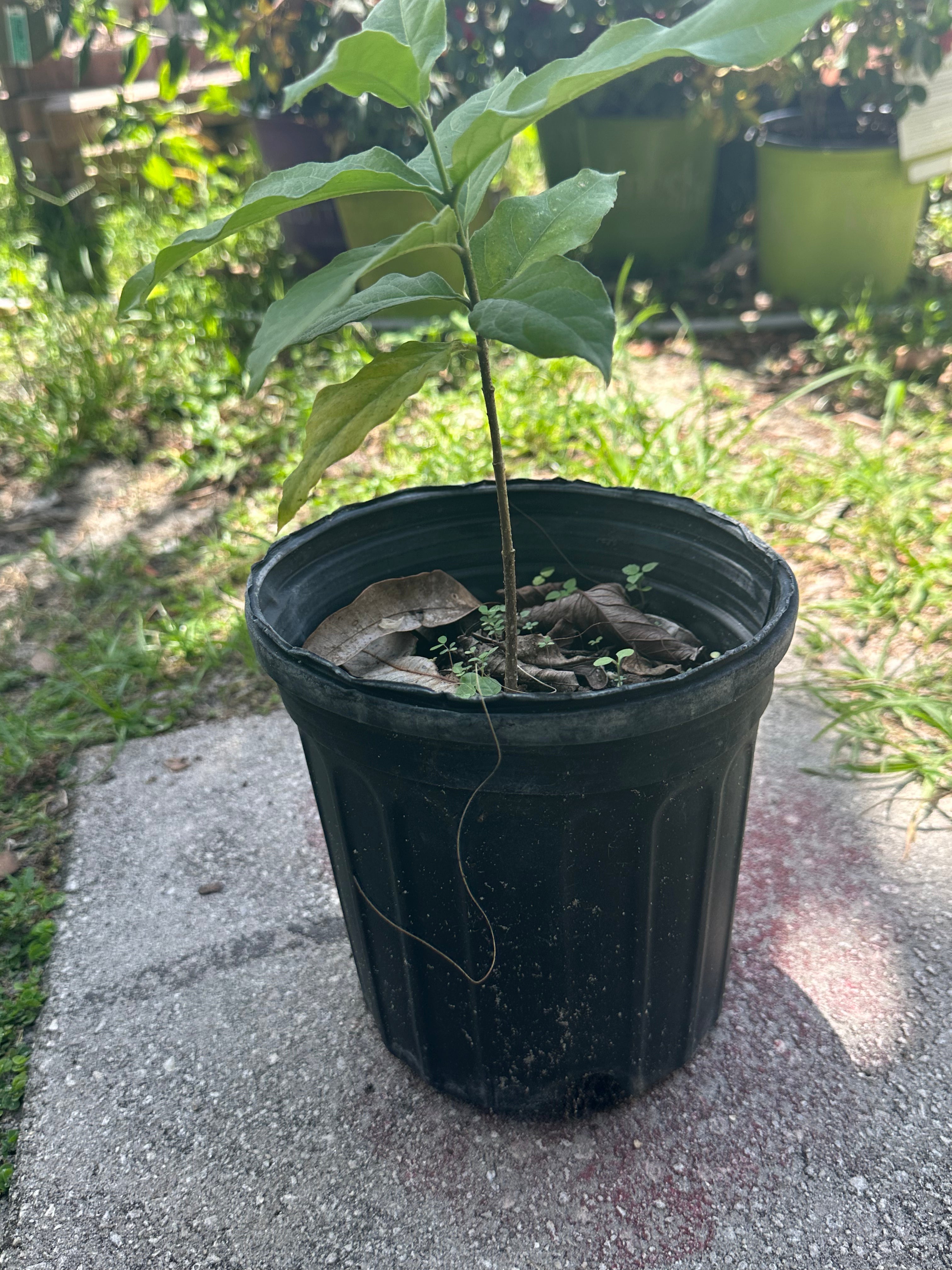 Peanut butter fruit tree  ( all Season )