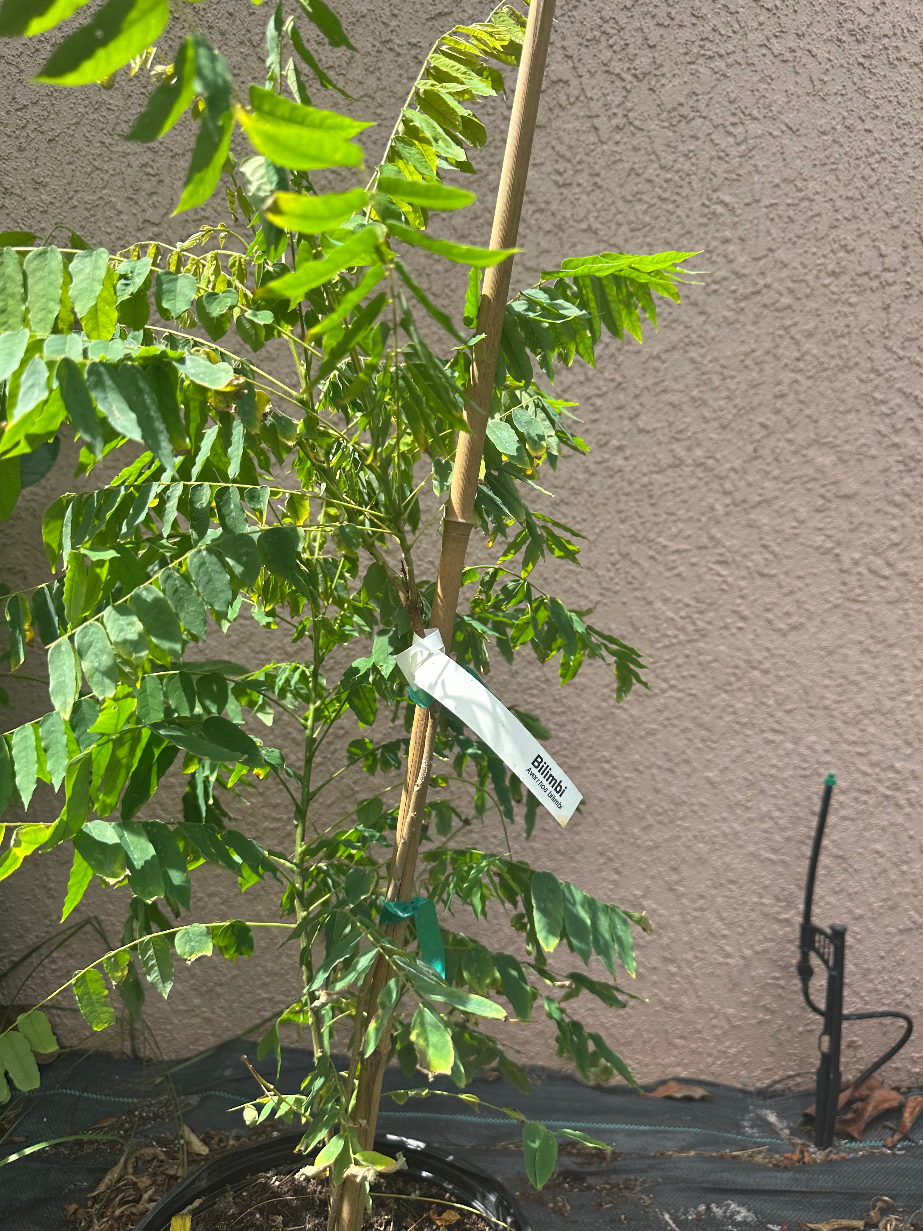 Bilimbi tree  ( all Season )