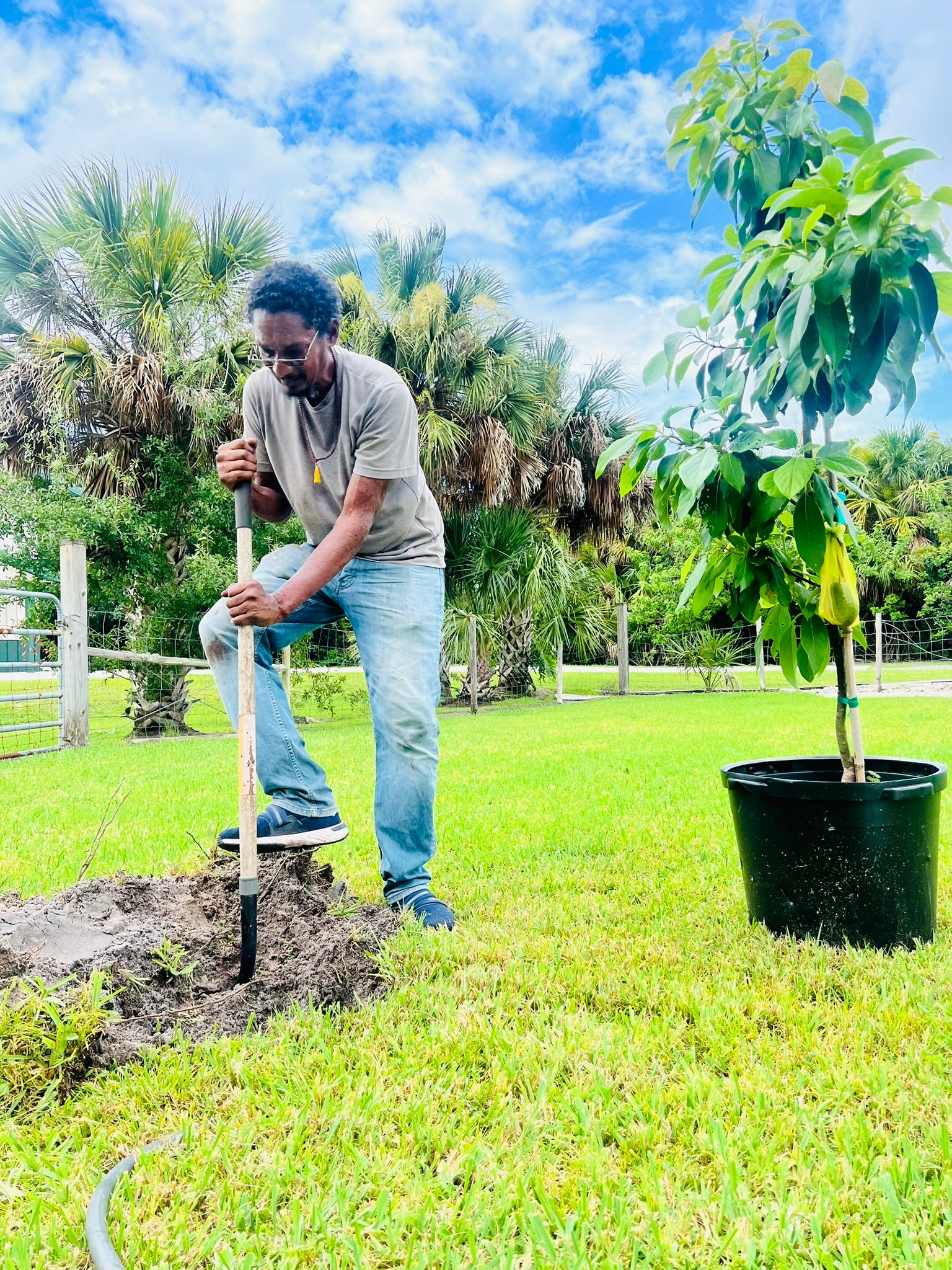 Tree Planting Service
