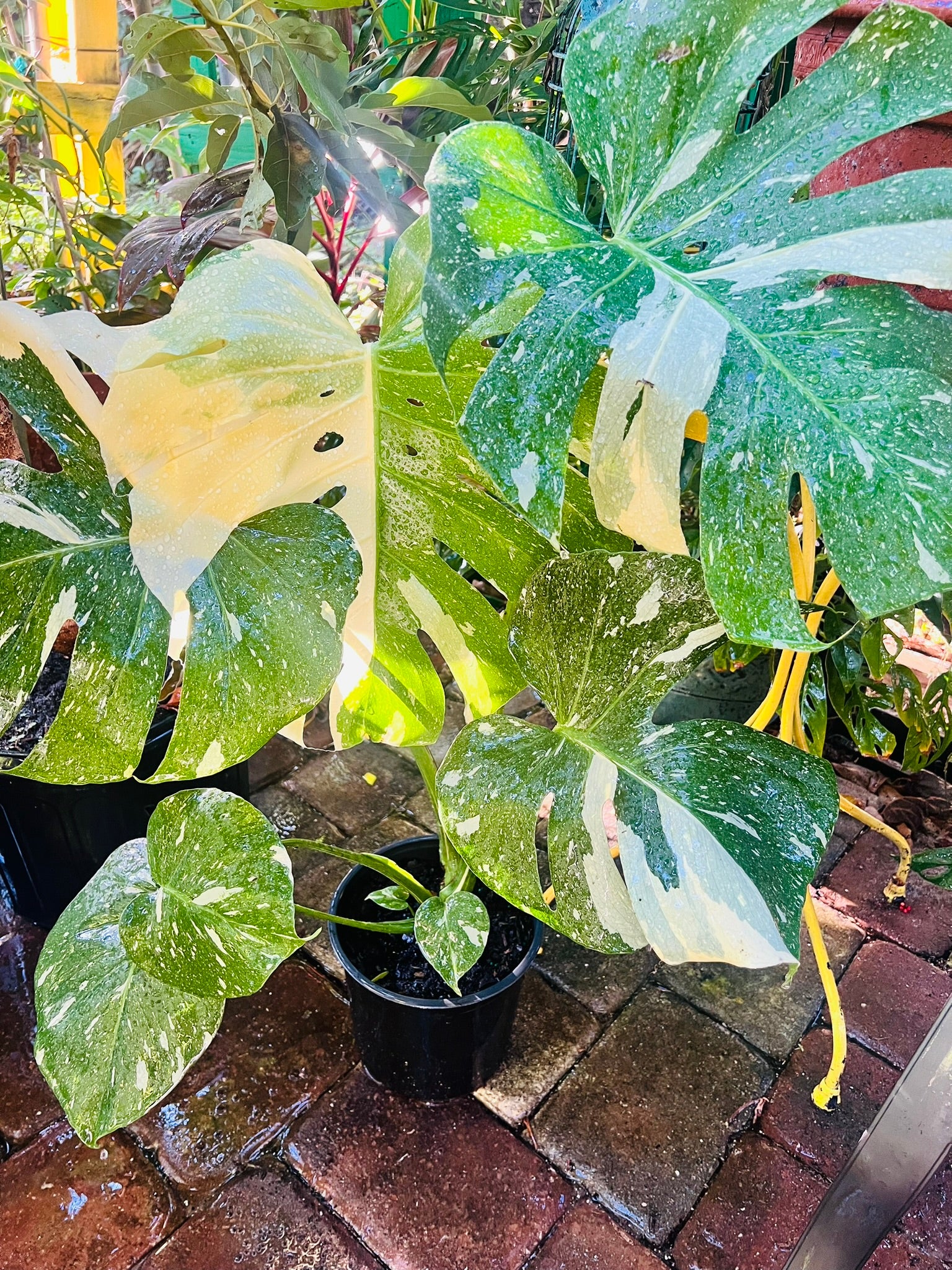 The Thai Constellation Monstera
