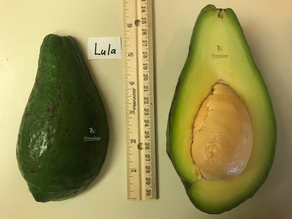 Lula avocado cut open showing yellow creamy pulp with a ruler to see size of fruit