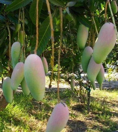 Maha Chanook Mango tree with Mangoes Hanging in Florida orchard