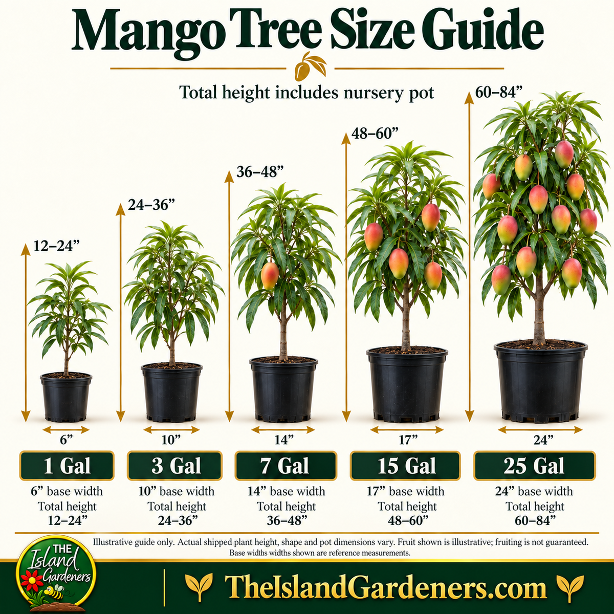 Super Alphonso Mango