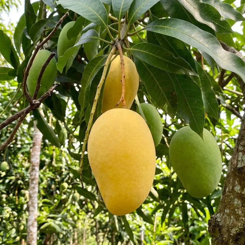 Orange Sherbet Ripe Fruit on a tree in Palm bay Florida