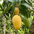 Orange Sherbet Ripe Fruit on a tree in Palm bay Florida
