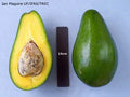 Pollock avocado cut open to show deep-yellow flesh and seed