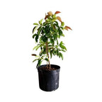 Pollock avocado tree growing in a nursery container