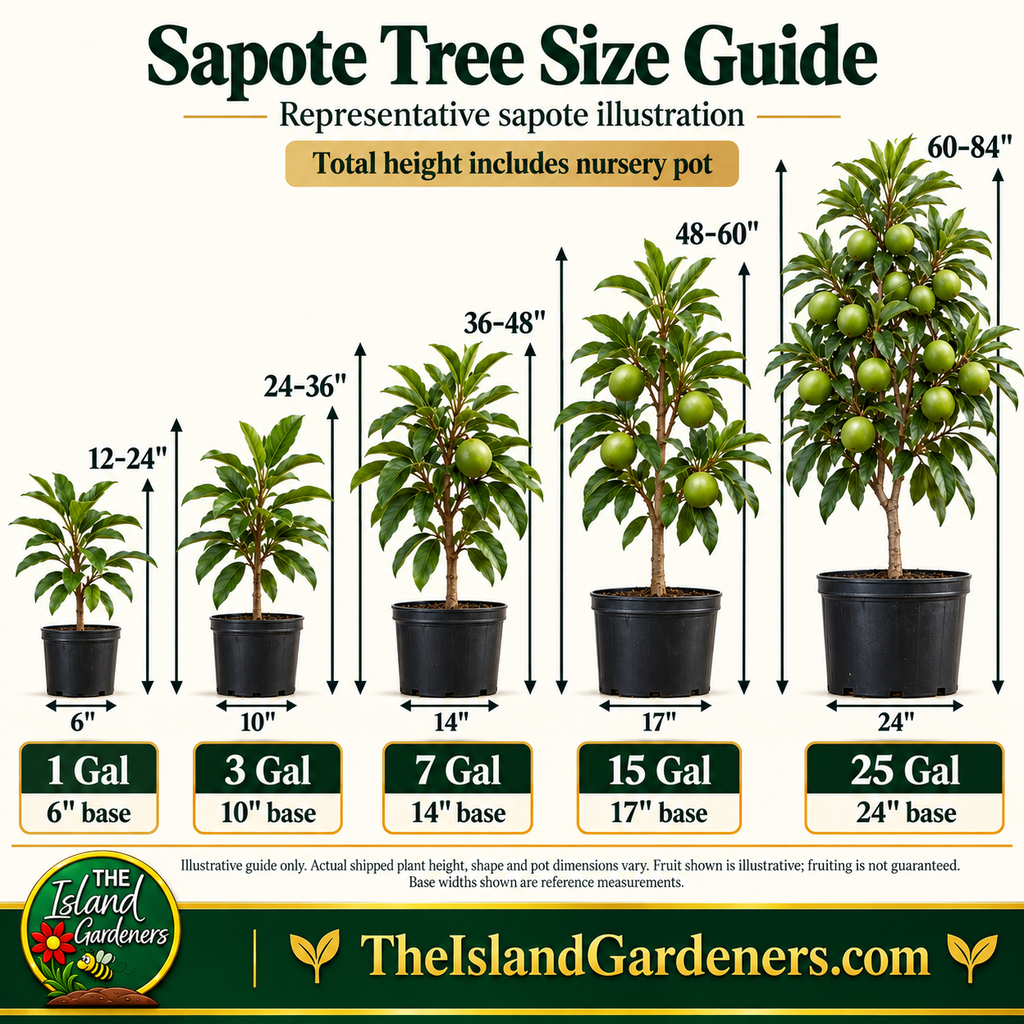 Black Sapote Tree – Chocolate Pudding Fruit