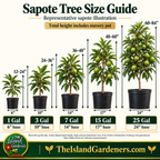 Black Sapote Tree – Chocolate Pudding Fruit