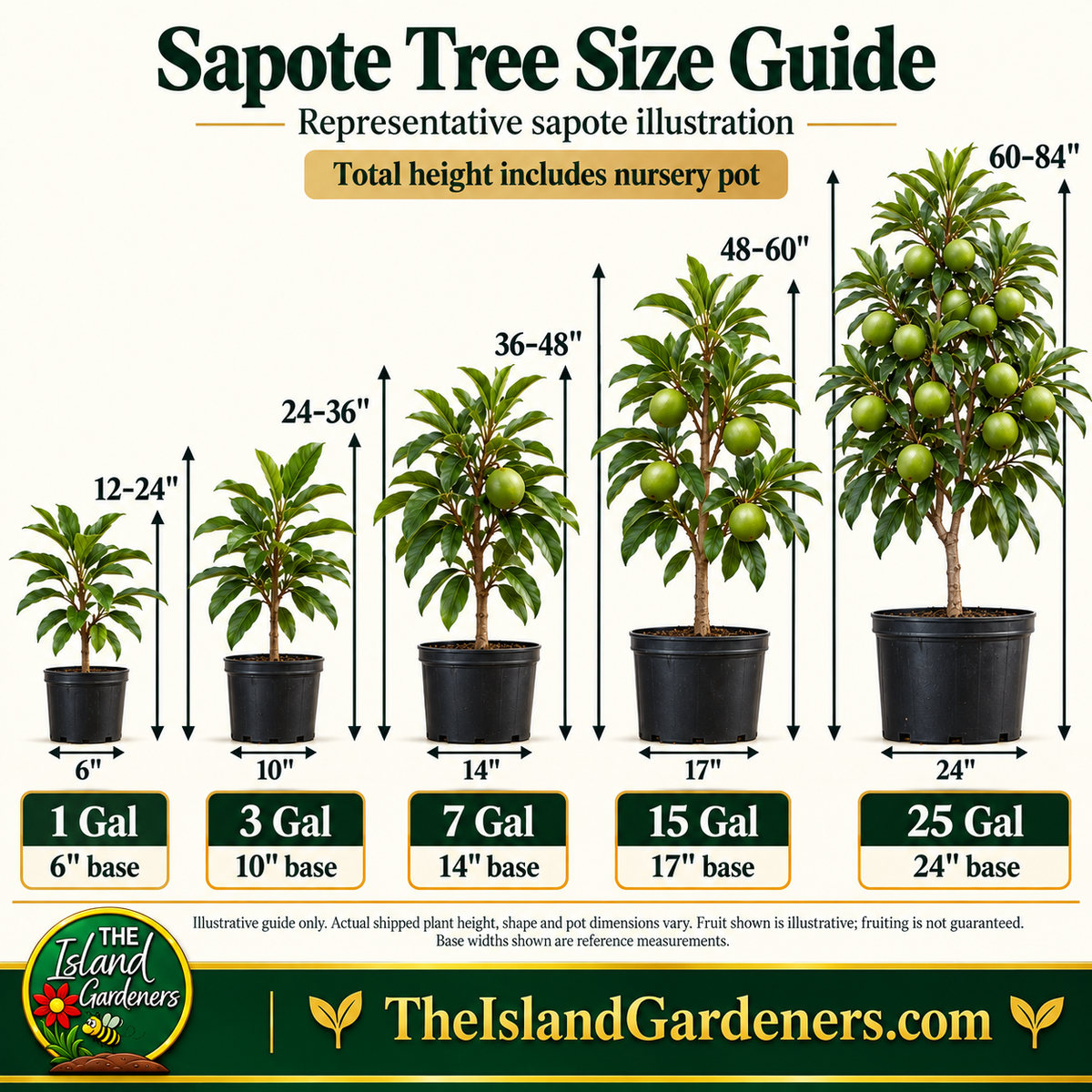 Black Sapote Tree – Chocolate Pudding Fruit