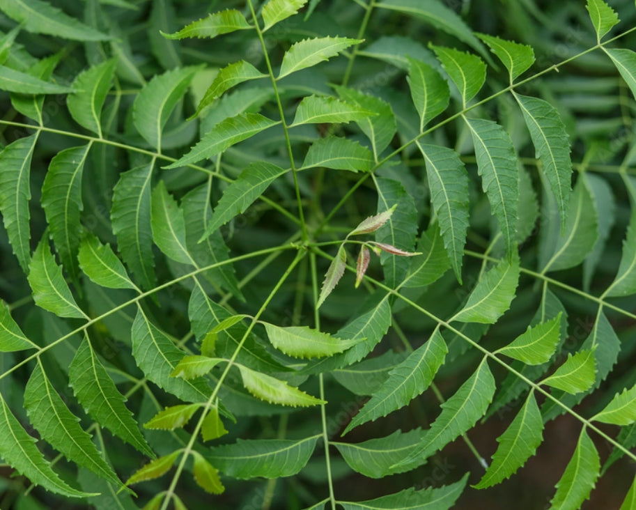 Organic Neem Leaves | Island Gardeners Nursery