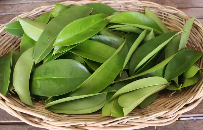 organic Soursop Leaves | Island Gardeners Nursery