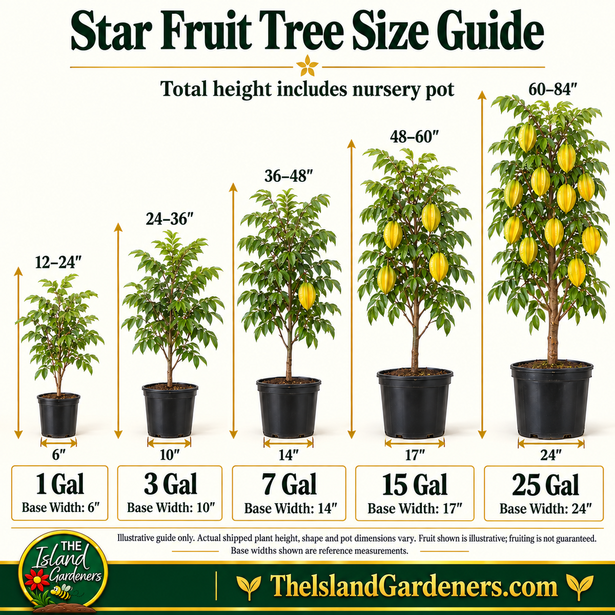 Arkin Star Fruit Tree (Carambola)
