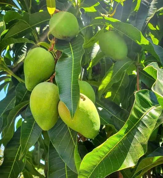 Sweet Tart Mango Trees for sale in Florida at The Island Gardeners