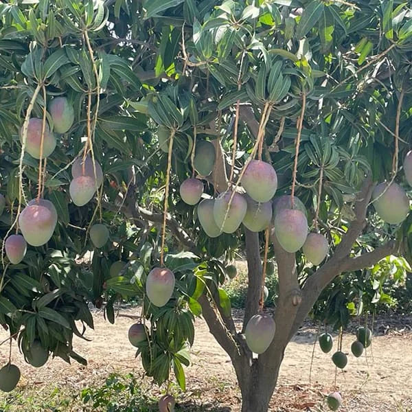 Kent Mango Tree