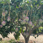 Kent Mango Tree