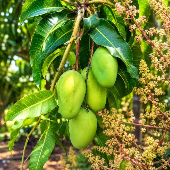Xoai Tu Quy Mango Tree for sale in Florida at The Island Gardeners