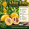 Yellow abiu fruit beside cut halves showing translucent flesh and brown seeds, with a panel describing fruit size, flavor, and Florida harvest timing. 