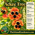 Open ackee fruit with glossy black seeds and cream-colored arils, surrounded by green leaves and pale ackee blossoms. 