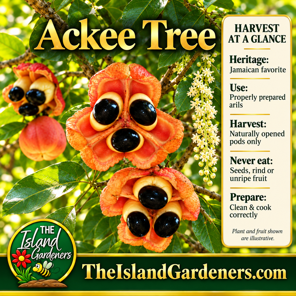Open ackee fruit with glossy black seeds and cream-colored arils, surrounded by green leaves and pale ackee blossoms. 